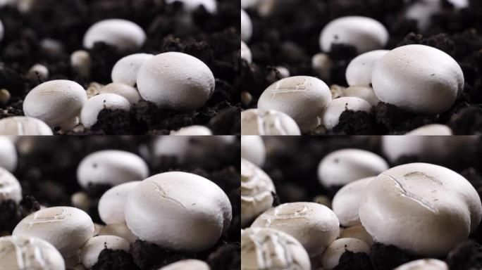 蘑菇生长的时光倒流，新鲜的新香菇从地面发芽。
