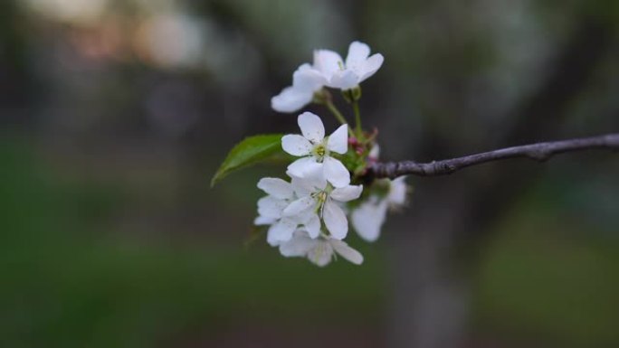 大自然中的梨花