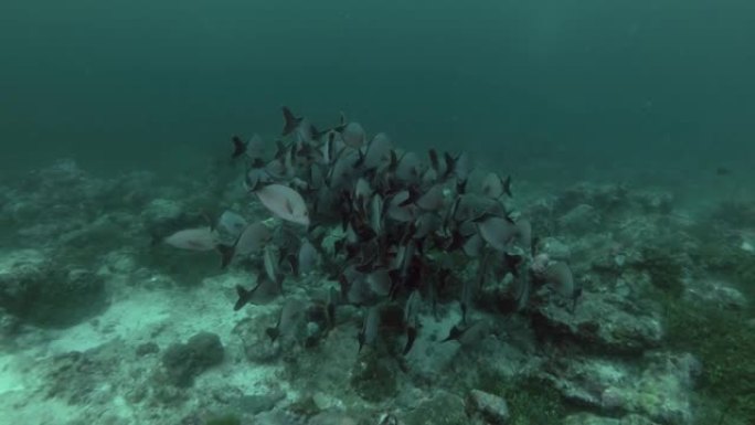 驼背红鲷鱼浅滩-Lutjanus gibbus，印度洋，马尔代夫，亚洲