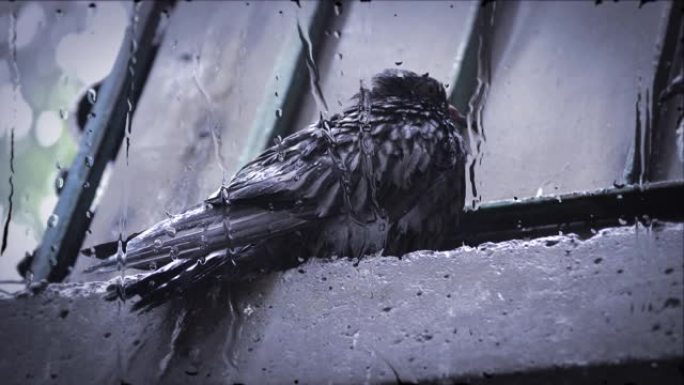 雨时湿鸽子坐在檐口上