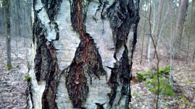 森林中古老但美丽的桦树树皮的特写，纹理图案。