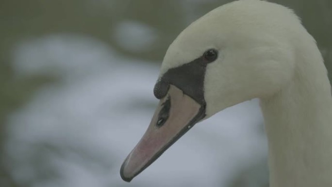 湖上的白天鹅。特写