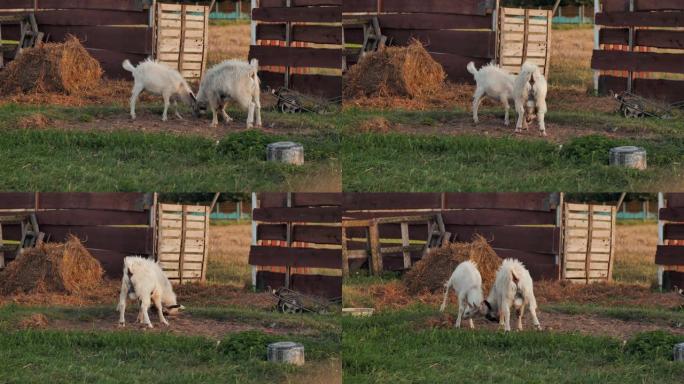 两个白山羊孩子只是为了在农场玩耍而战斗，这就是所谓的对接