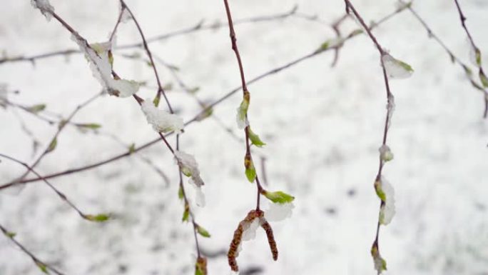 仲春突然降雪覆盖了所有树木，桦树花和小叶，积雪