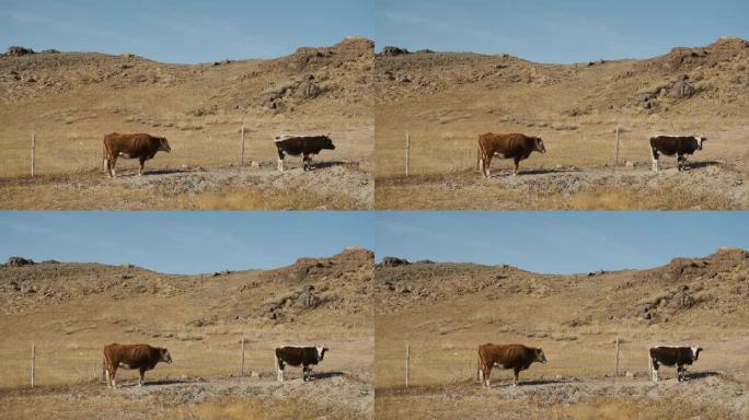 牛，牛，黑，白，吃草近山，水，嚼草，摇尾巴