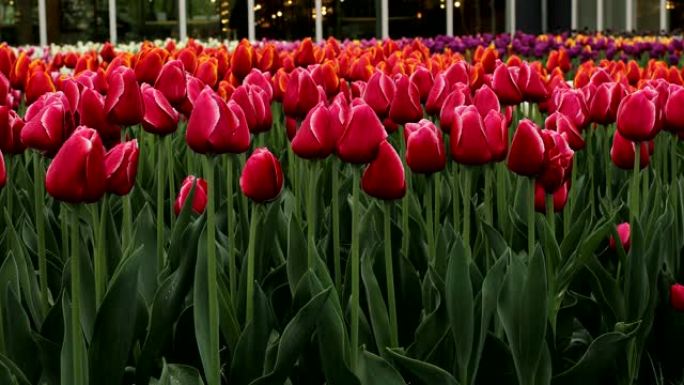 荷兰的红郁金香花坛