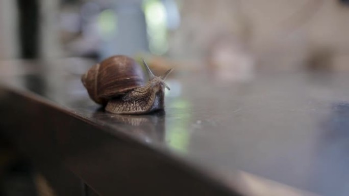 可爱的蜗牛生活和新鲜准备烹饪。吃葡萄蜗牛的食物概念。在餐厅厨房的桌子上爬行的蜗牛