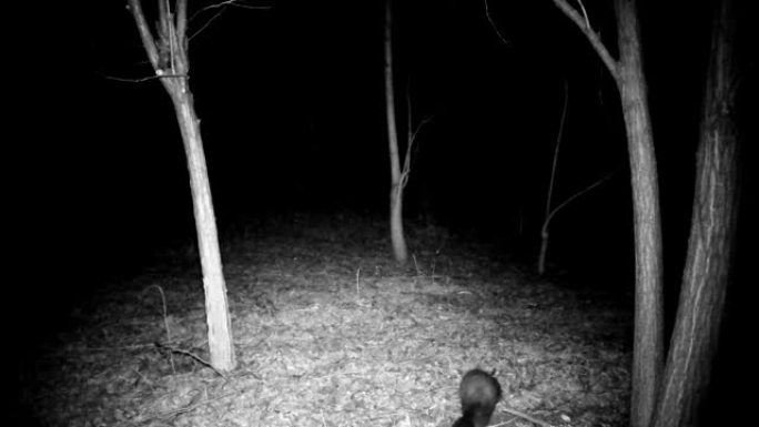 冬天的夜晚，在森林里的马丁 (Martes foina)。全高清视频