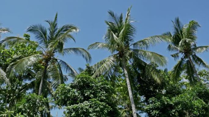 棕榈树亚洲热带自然旅游4k