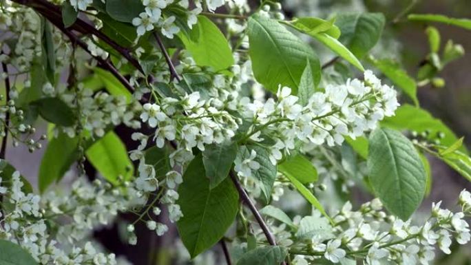 Prunus padus，被称为鸟樱桃，朴树，黑莓或五月天树，是玫瑰科蔷薇科的开花植物。它是Padu