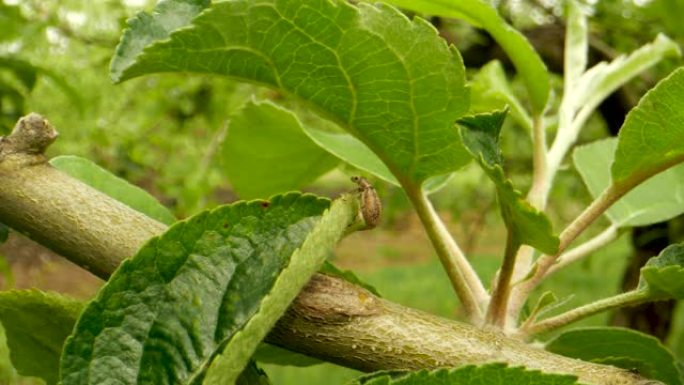 作物病虫害防治。常见的叶象鼻虫害虫。果园中的作物保护
