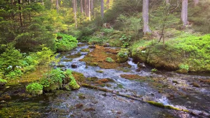 流经森林的溪流森林小河潺潺流水地衣