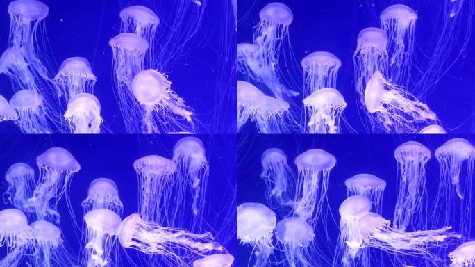 水母在水族馆游泳