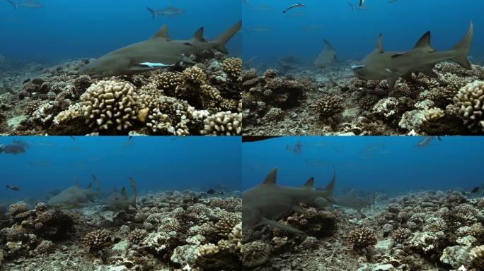 太平洋上的柠檬鲨和热带鱼。水下生活，鲨鱼在珊瑚礁附近游泳。在清澈的水中潜水。
