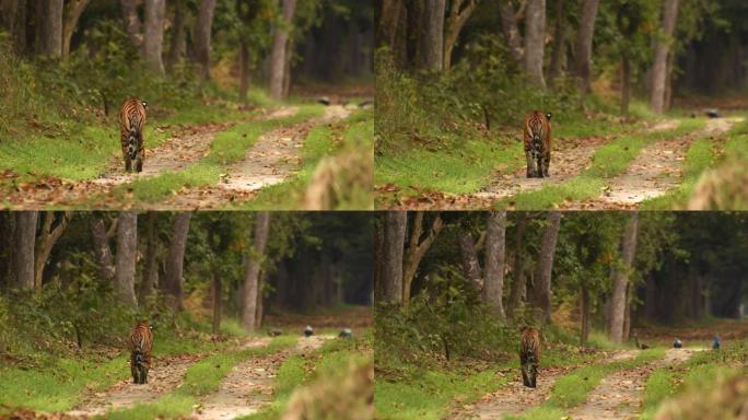 美丽的孟加拉母老虎在森林里散步，背景是孔雀