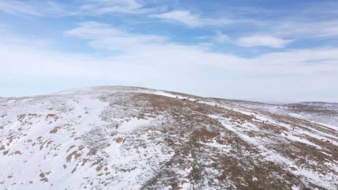 空中: 马群正在向白雪皑皑的山顶移动