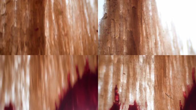 显微镜上看到的木屑。宏观拍摄。详细视频