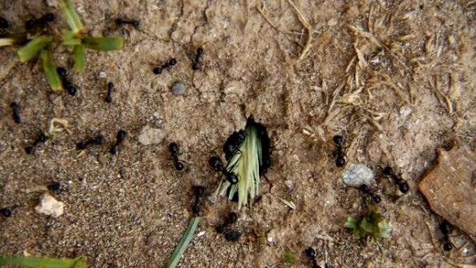 土壤上的昆虫动物蚂蚁