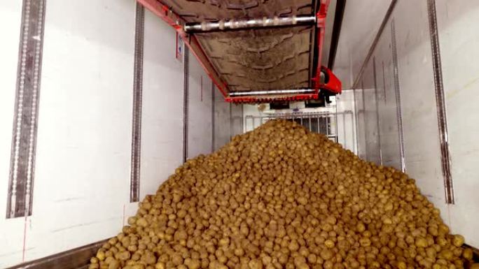 在仓库进行分类和剔除后，将土豆放在传送带上，然后装载在卡车上，以进一步运输到马铃薯加工厂。马铃薯收获