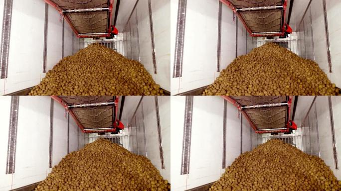 在仓库进行分类和剔除后，将土豆放在传送带上，然后装载在卡车上，以进一步运输到马铃薯加工厂。马铃薯收获