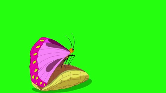 一只美丽的蝴蝶从茧色度中孵化出来