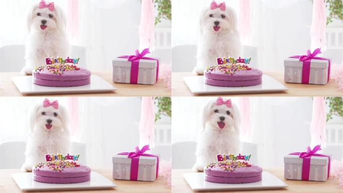 可爱的狗与蝴蝶结和生日蛋糕