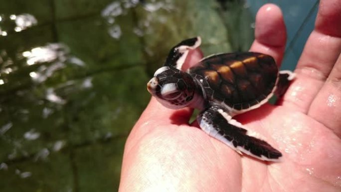 一只濒临灭绝的新生婴儿绿色黑海龟的特写剪辑
