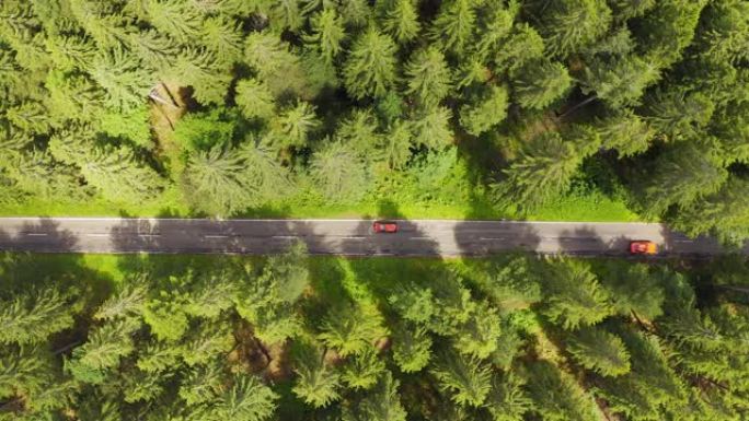 自上而下的鸟瞰图与汽车一起飞越森林道路。两边长满树林的绿树。汽车沿着森林道路行驶。高架天线: 汽车行
