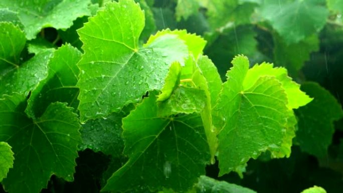 雨中的绿色葡萄叶