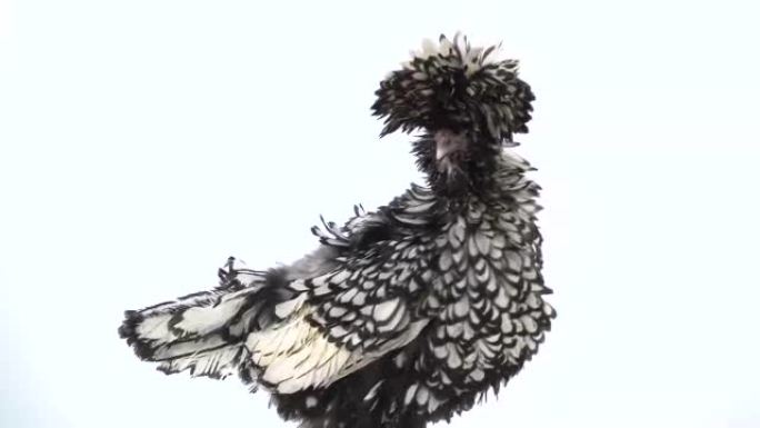 彩色凤头装饰母鸡，工作室白色背景下蓬松有趣的花式羽毛头。慢动作。特写