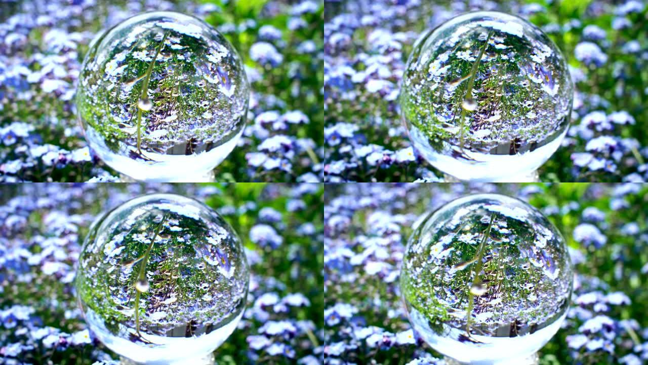 水晶球反射，背景上有美丽的蓝色花场，自然世界纹理概念