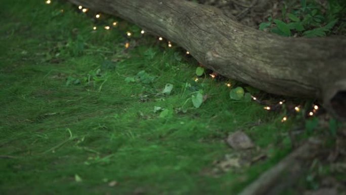 森林里有原木的灯