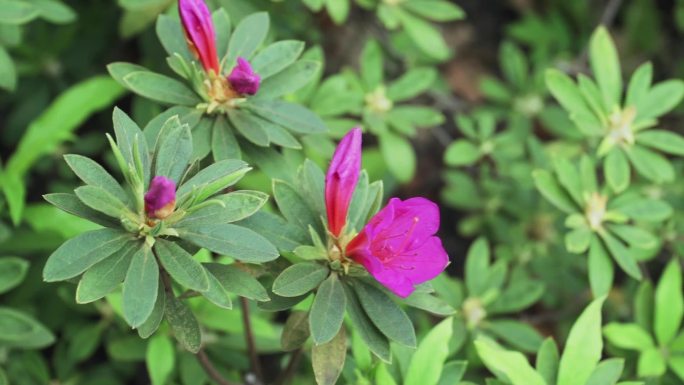 深红色花鲜花花蕊