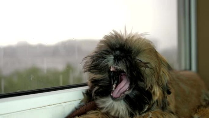 可爱的小米色狗坐在窗户附近，看着雨