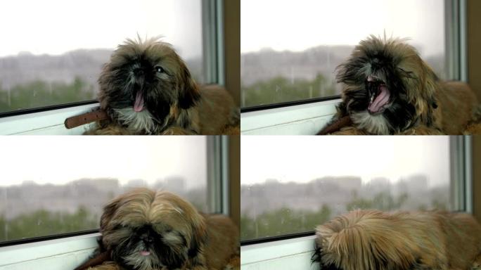 可爱的小米色狗坐在窗户附近，看着雨