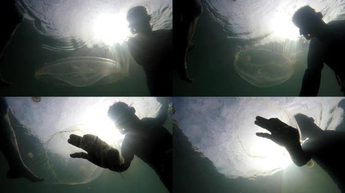 潜水员的未分级水下剪辑碰到无害的月亮水母