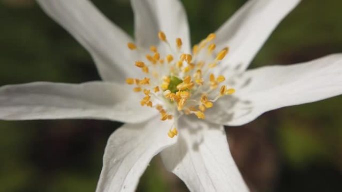 森林中的白色海葵花。