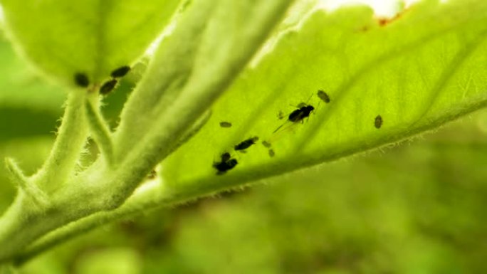 作物病虫害防治。蚜虫吃一种年轻的青苹果叶。果园中的作物保护
