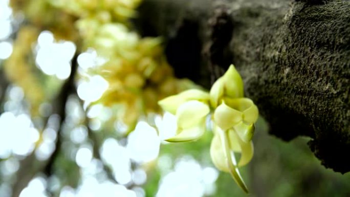 森林里盛开的野花花朵黄花春天春游春暖花开
