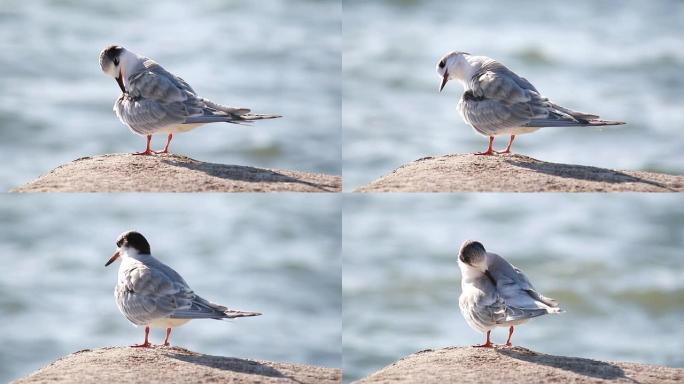 Beautiful young seagull (Larus argentatus)