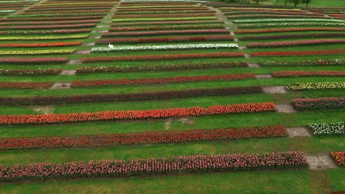 荷兰圩田上空的空中低空景观多色郁金香田地，背景是一排排粉色绿色黄色和红色花朵，显示了在4k阴天拍摄的