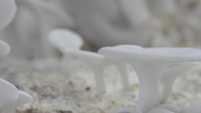 蘑菇延时蘑菇孢子可见