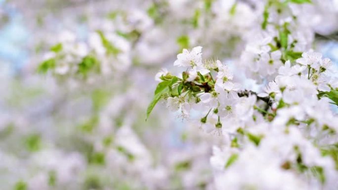 用白花关闭樱桃枝