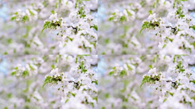 用白花关闭樱桃枝