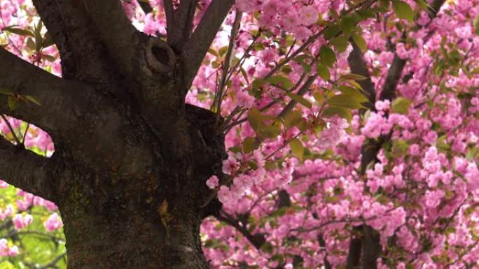 樱花粉色大树树干春暖花开自然美