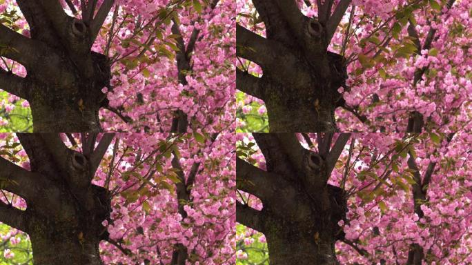 樱花粉色大树树干春暖花开自然美