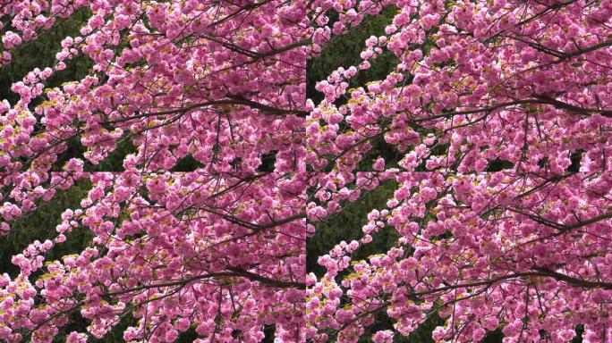 樱花粉色粉红色花簇春暖花开自然美
