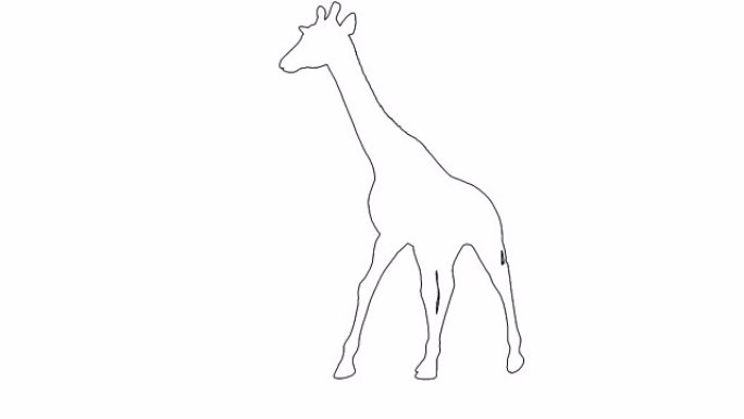 4k动画长颈鹿在白色屏幕上行走
