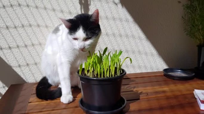 猫在阳光下吃草。