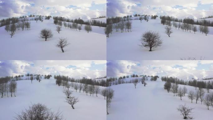 白雪皑皑的山峰上的树木场景无人机视图